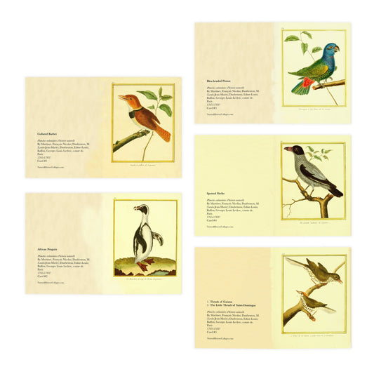 Friendly Birds Greeting Cards (5 different cards) — Vintage Natural History Illustrations