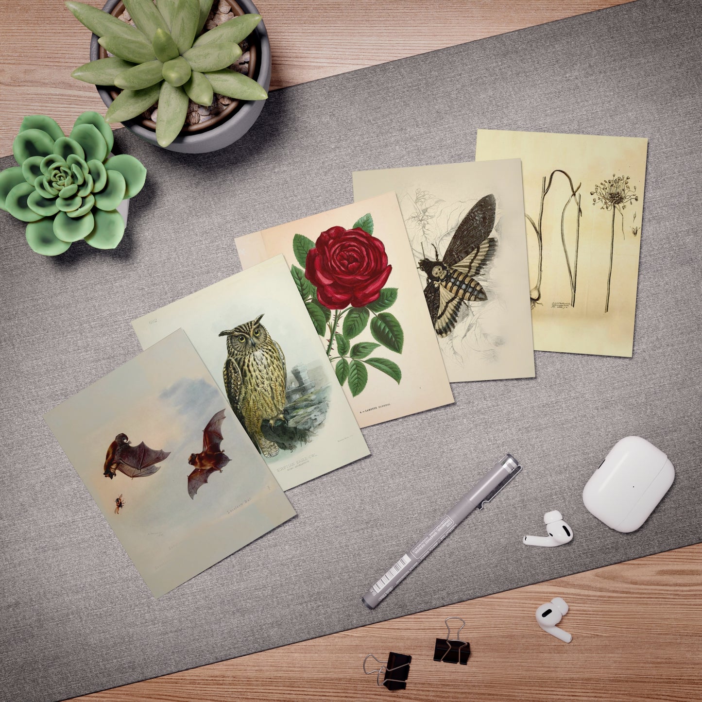 Dracula Note Cards (5 different cards) — Vintage Natural History Illustrations