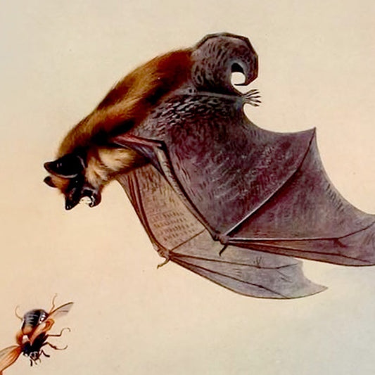 Dracula Note Cards (5 different cards) — Vintage Natural History Illustrations