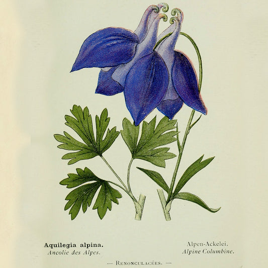 The Secret Garden Note Cards (5 different cards) — Vintage Natural History Illustrations
