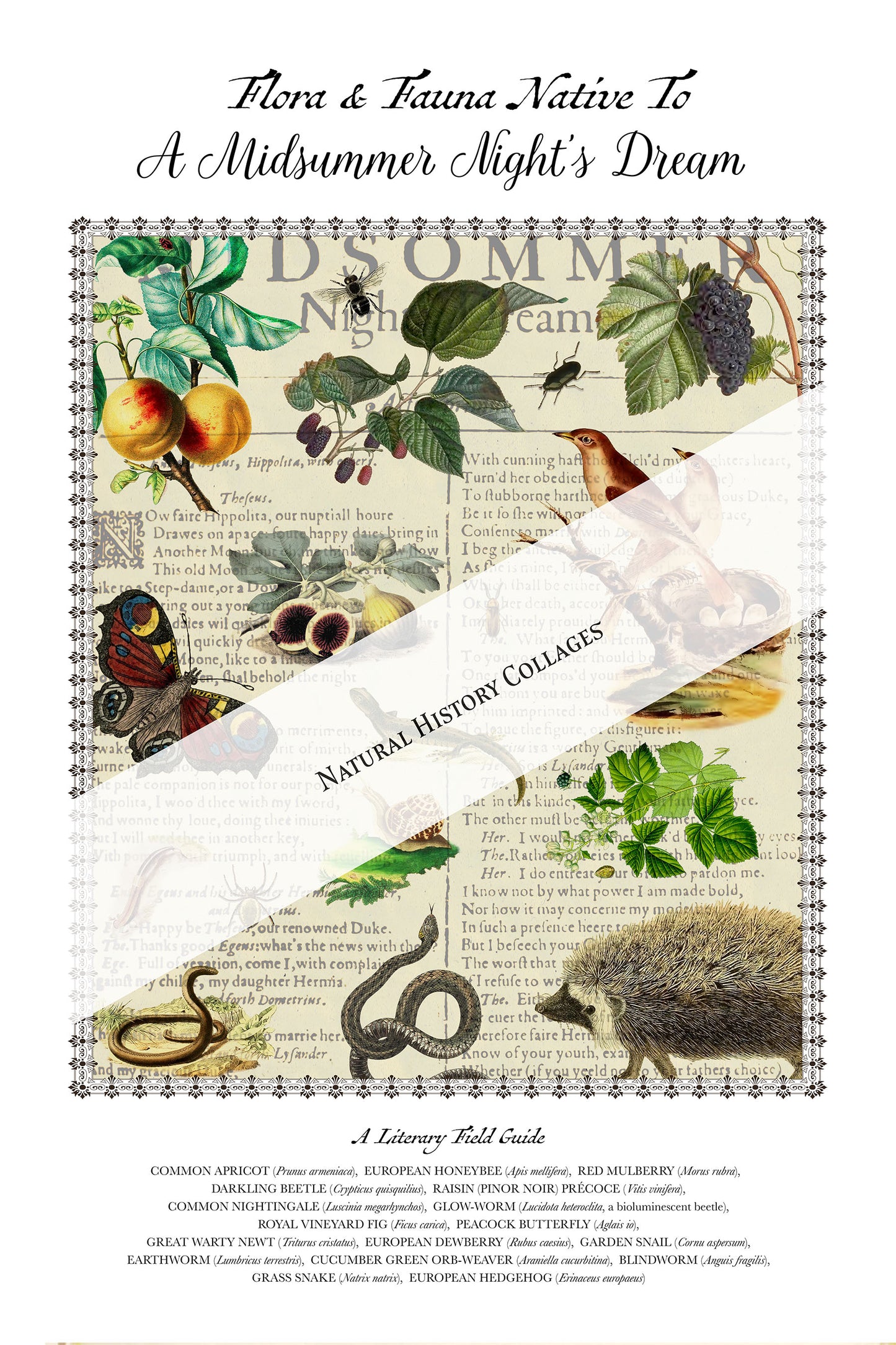 A Midsummer Night's Dream Field Guide