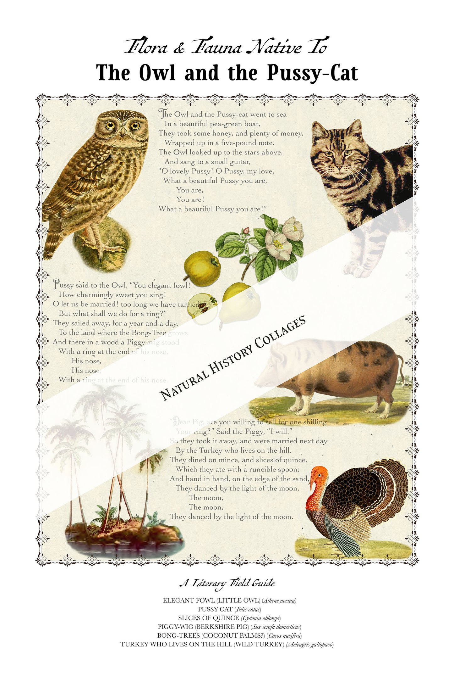The Owl and the Pussy-cat, a nonsense poem by Edward Lear — Literary Field Guide & Vintage Natural History Collage