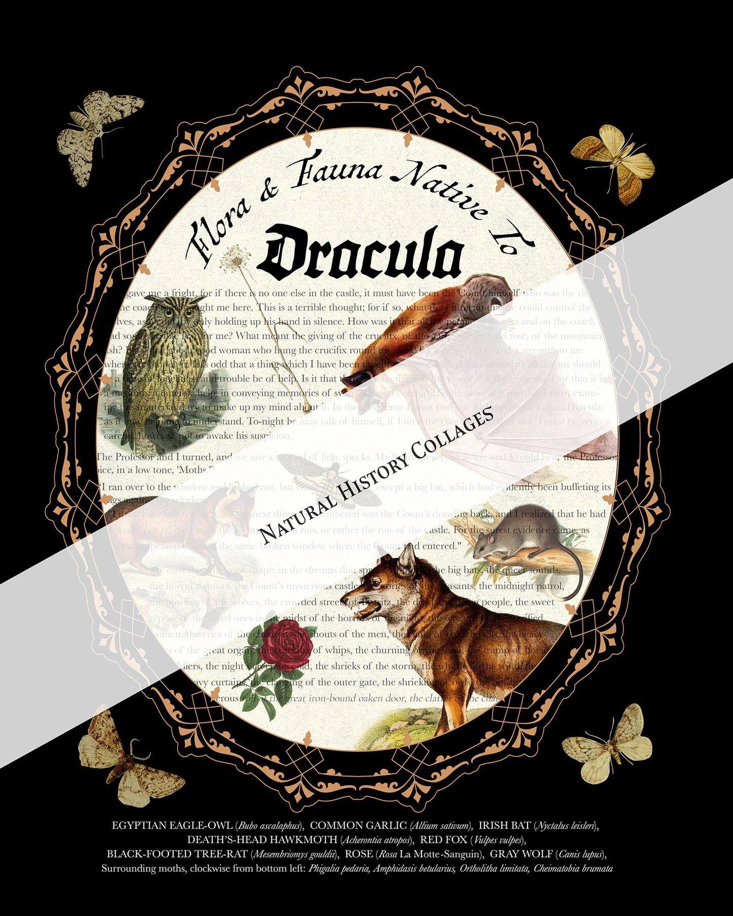 Dracula Literary Field Guide Collage
