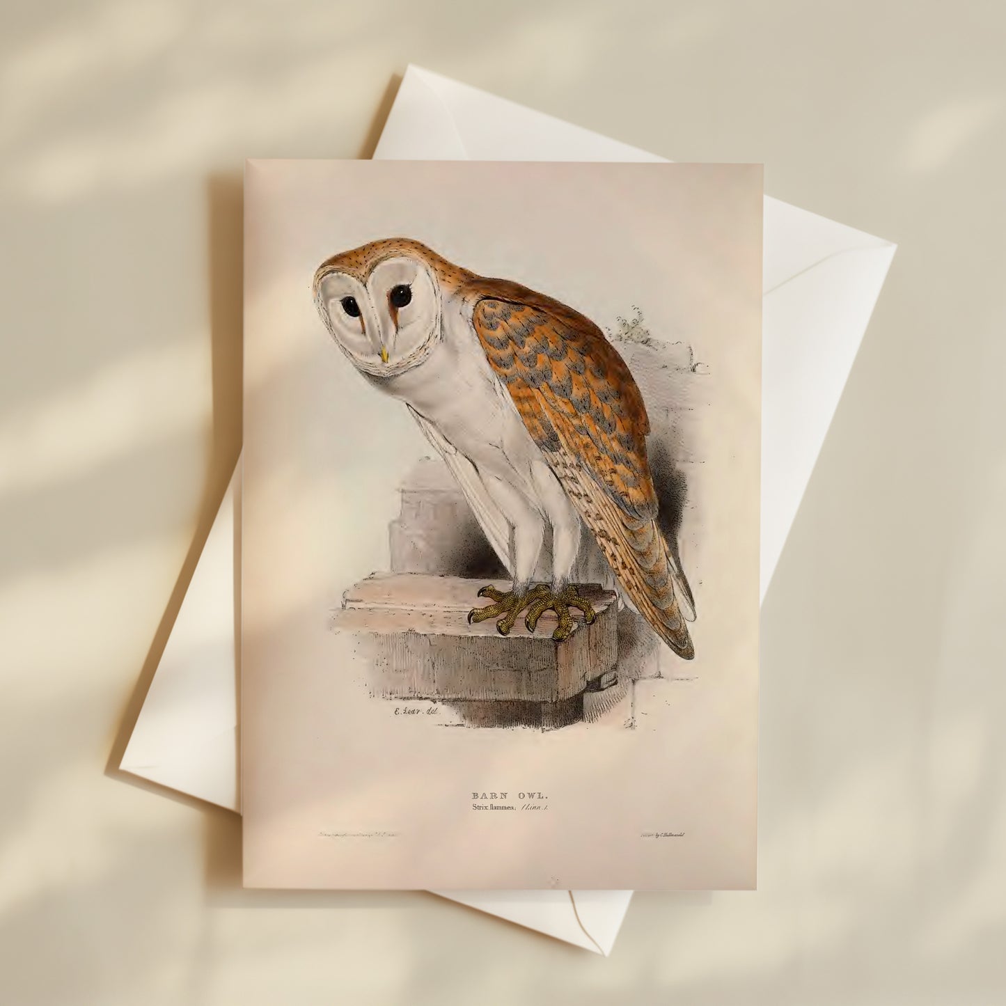 Barn Owl Postcard (Set of 10 Identical Cards) — Vintage Natural History Plate