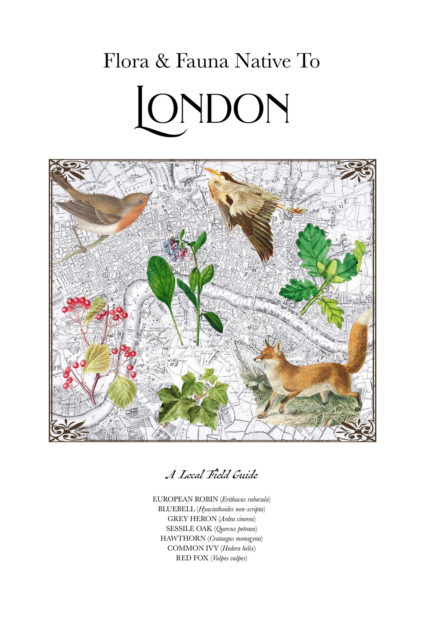 London, England — Vintage Natural History Collage