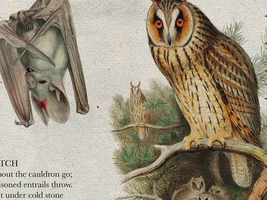 Macbeth Literary Field Guide & Vintage Natural History Collage