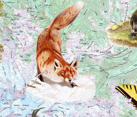 Mt Rainier National Park — Vintage Natural History Collage