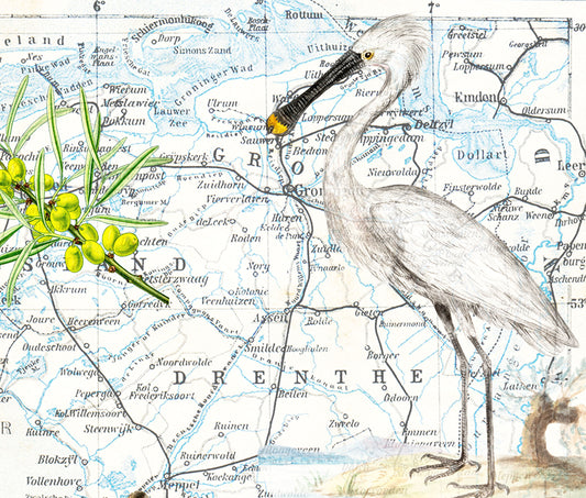 The Netherlands — Vintage Natural History Collage