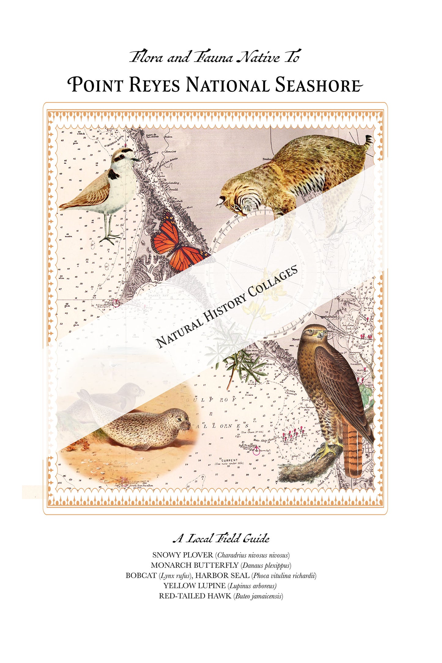 Point Reyes National Seashore — Vintage Natural History Collage