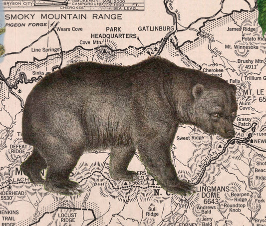 Great Smoky Mountains National Park — Vintage Natural History Collage