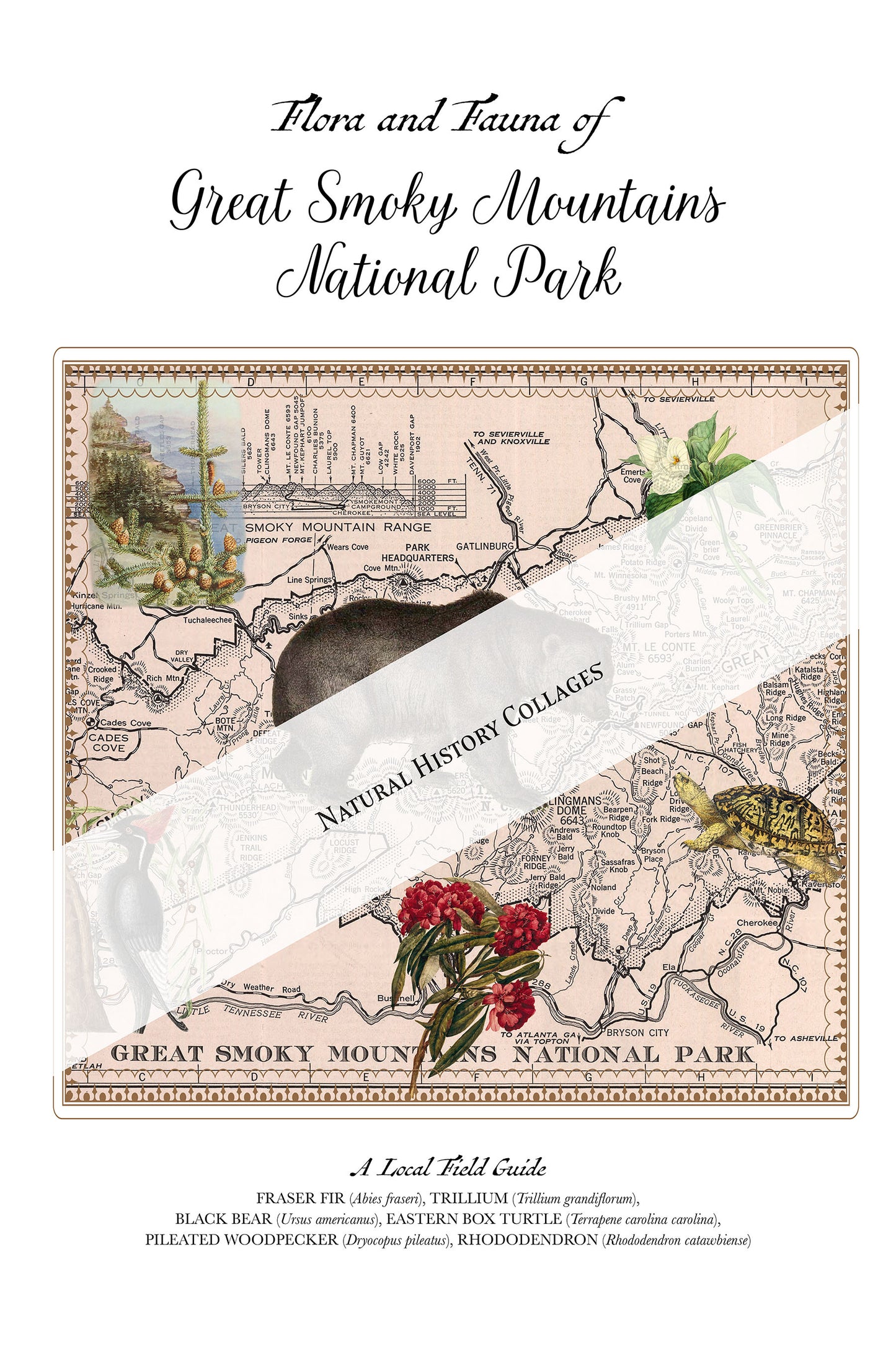 Great Smoky Mountains National Park — Vintage Natural History Collage
