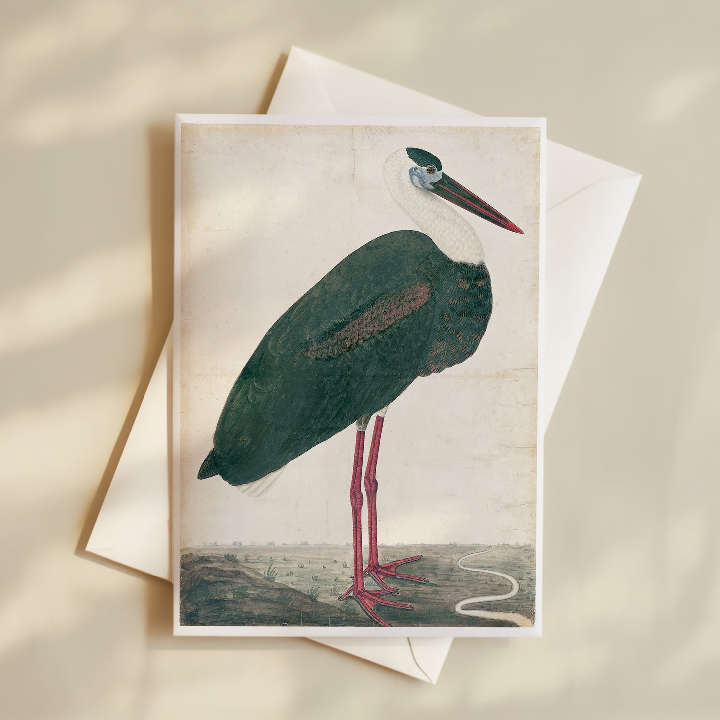 Black Stork In a Landscape Postcard (Set of 10 Identical Cards) — Vintage Natural History Plate