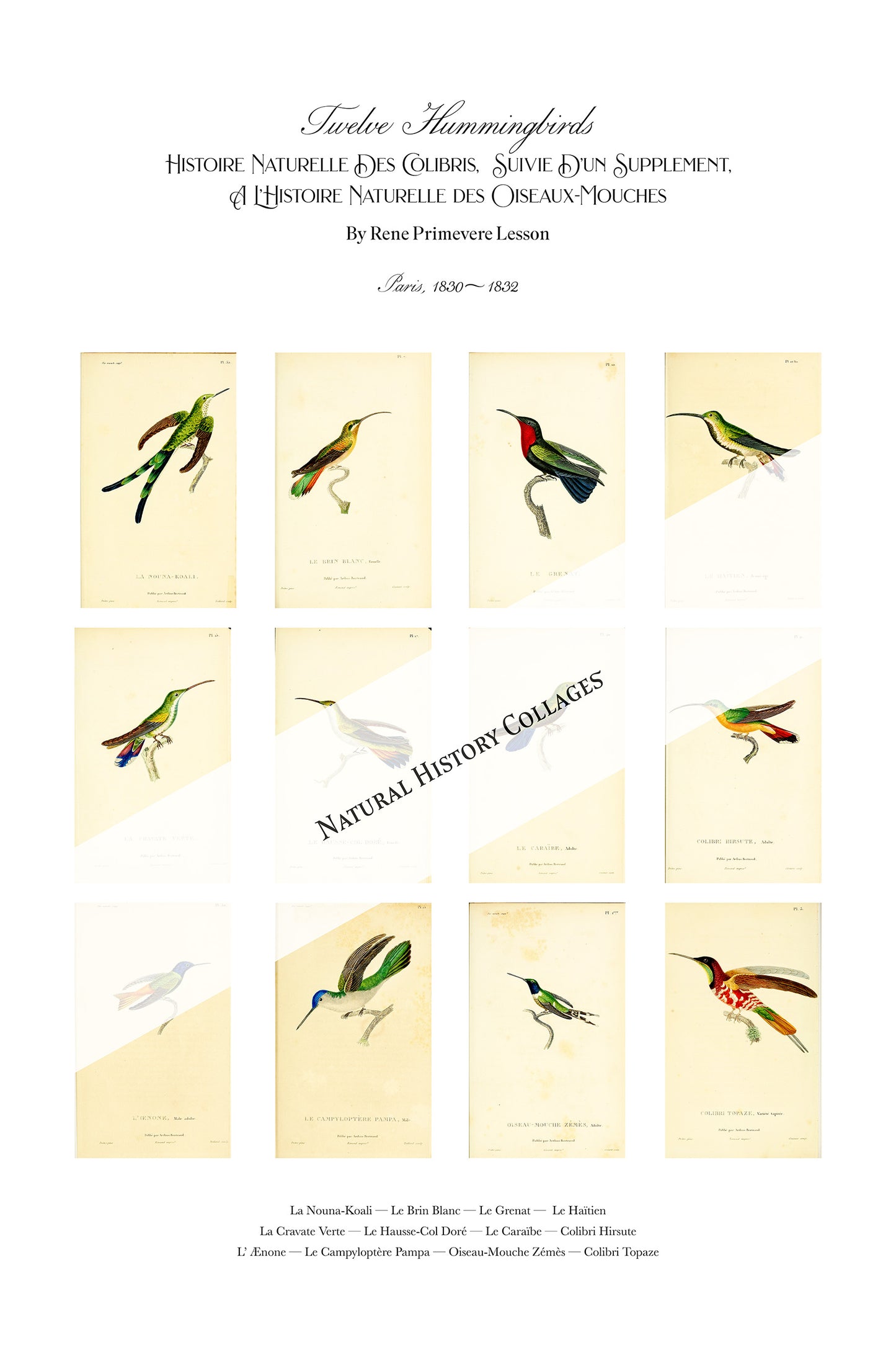 Twelve Hummingbirds — A Poster Featuring Vintage Illustrations