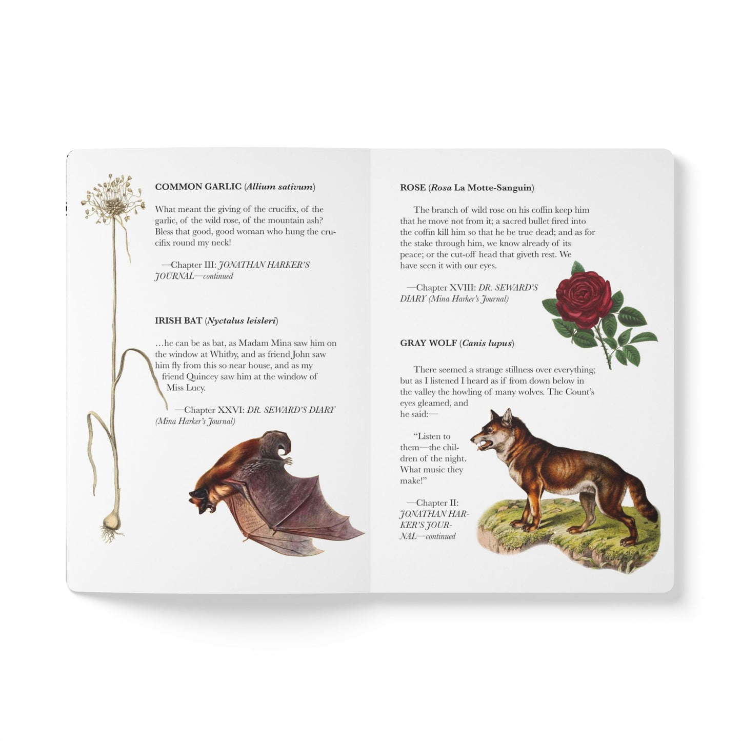 Dracula Blank Notebook — Softcover Inspiration & Writing Journal