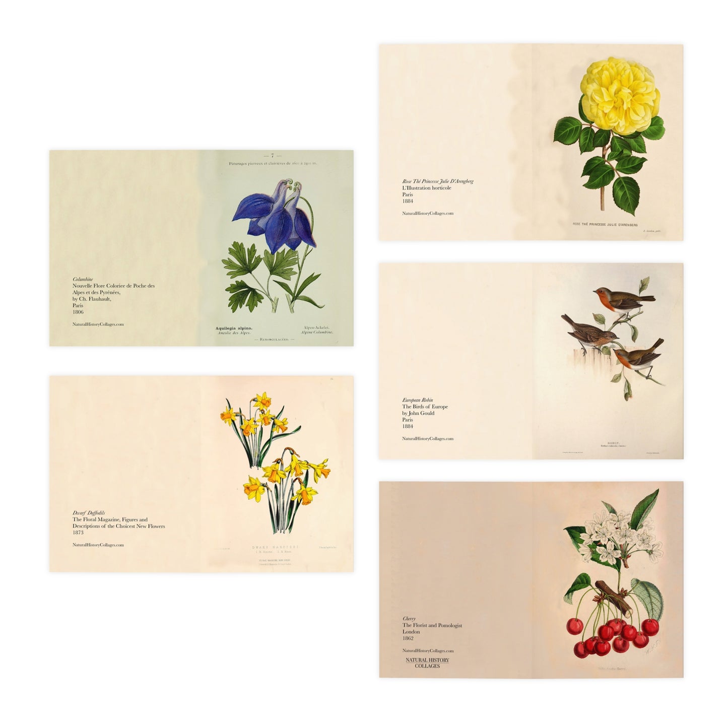 The Secret Garden Note Cards (5 different cards) — Vintage Natural History Illustrations