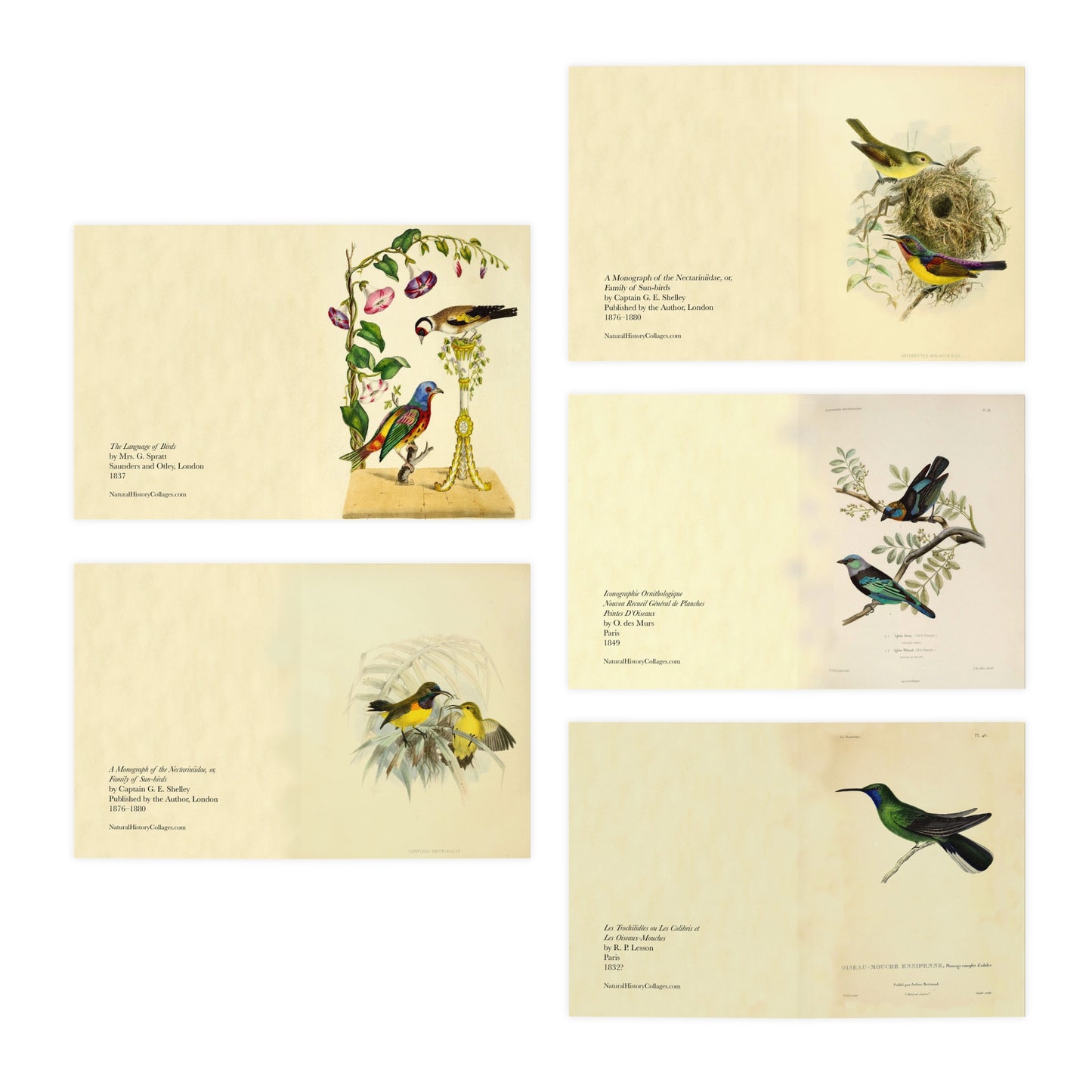 Romantic Birds Note Cards (5 different cards) — Vintage Natural History Illustrations