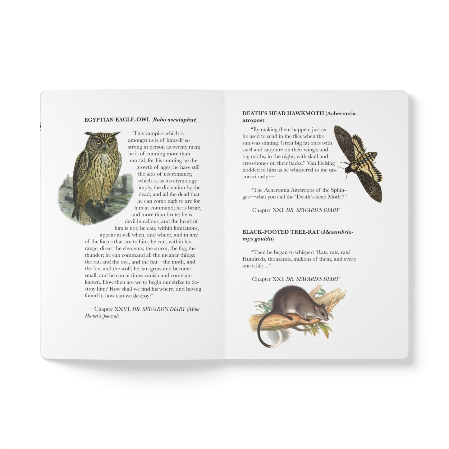 Dracula Blank Notebook — Softcover Inspiration & Writing Journal