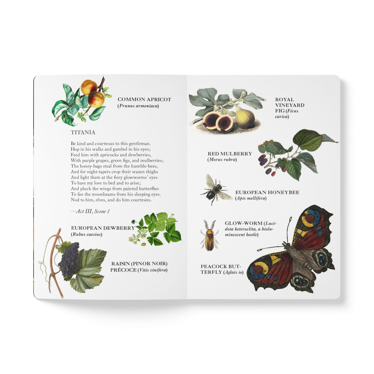 A Midsummer Night’s Dream Blank Notebook — Softcover Literary Inspiration Journal