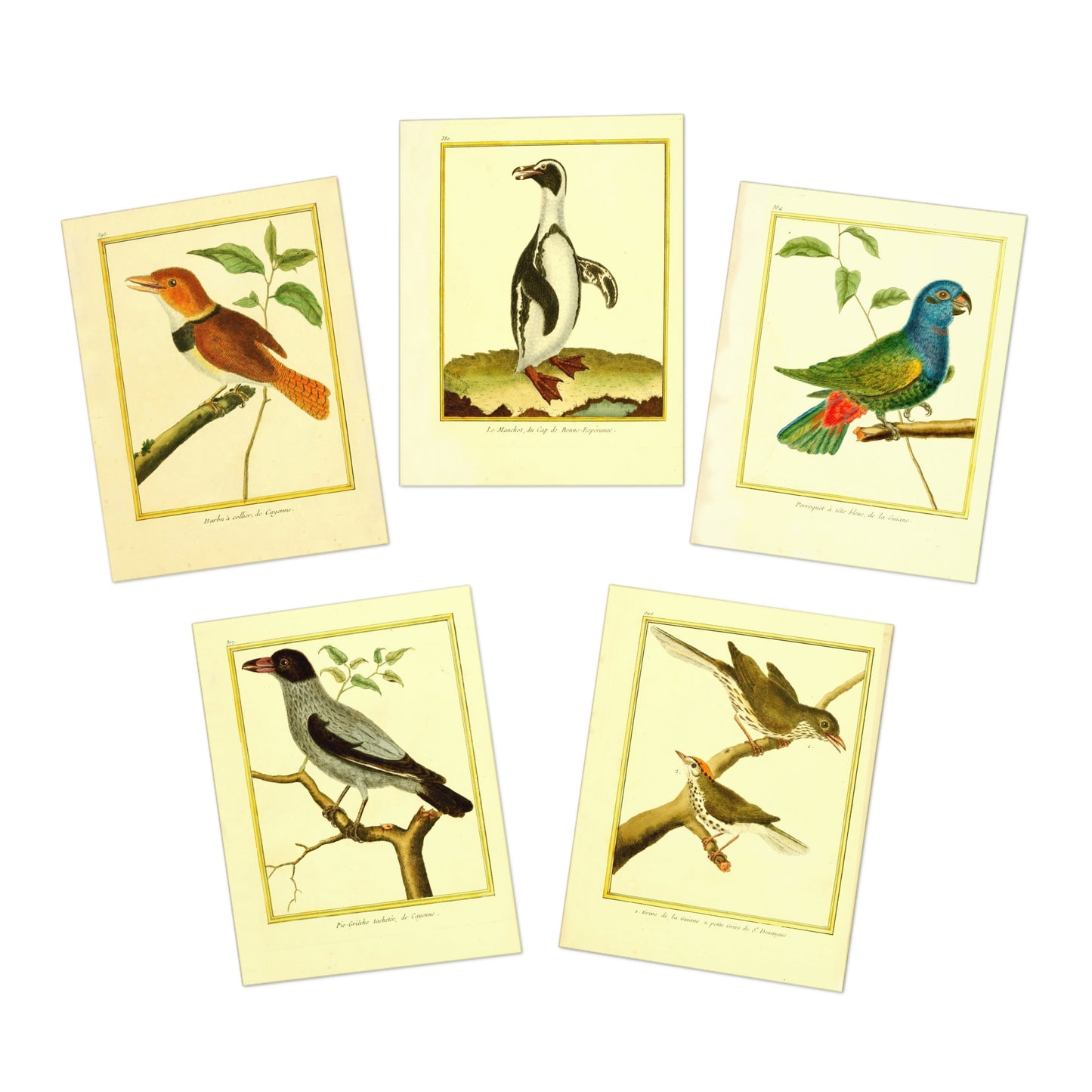 Friendly Birds Greeting Cards (5 different cards) — Vintage Natural History Illustrations
