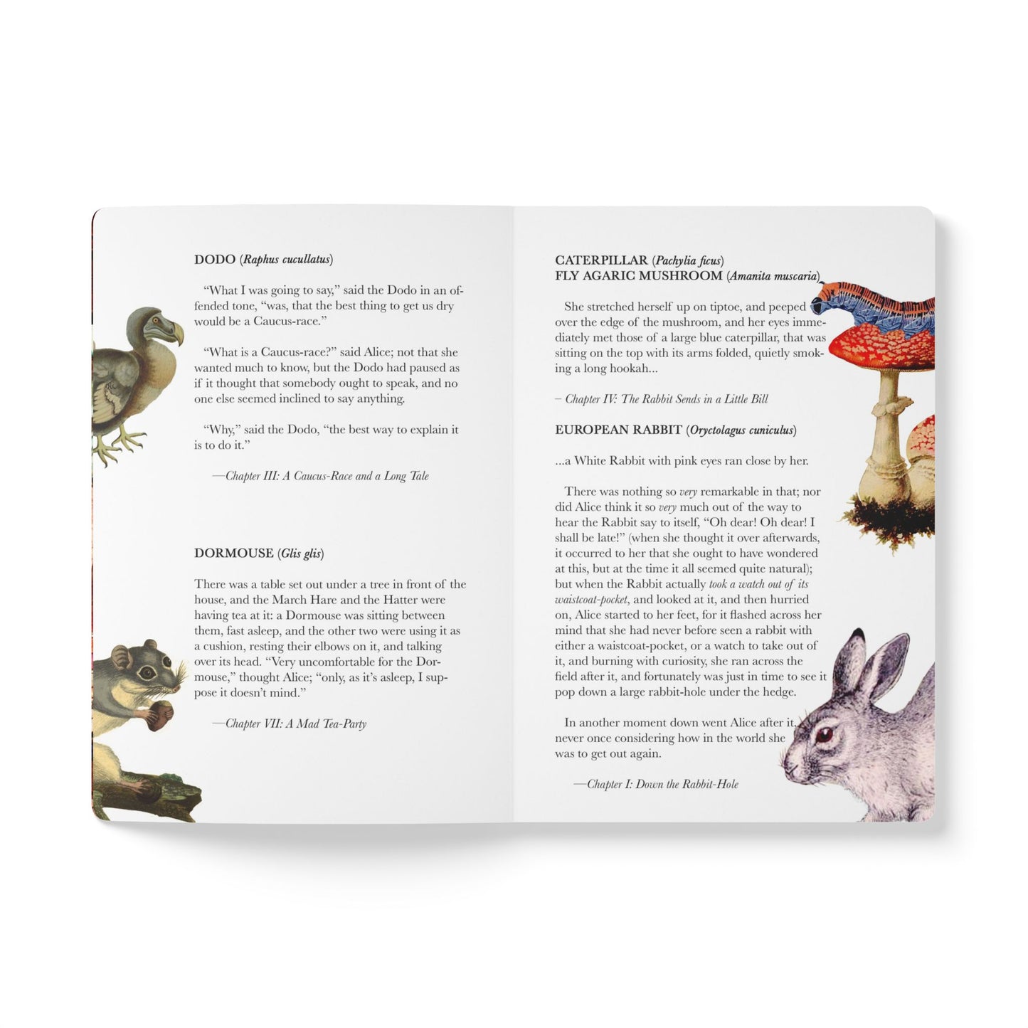 Alice In Wonderland Blank Notebook — Softcover Journal with Vintage Illustrations