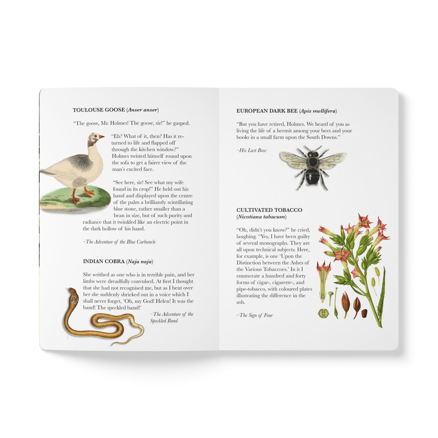 Sherlock Holmes Blank Notebook — Softcover Inspiration & Writing Journal