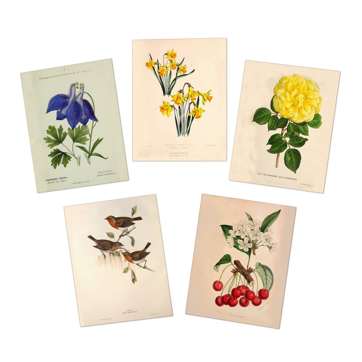 The Secret Garden Note Cards (5 different cards) — Vintage Natural History Illustrations
