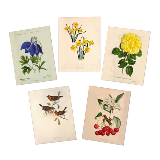 The Secret Garden Note Cards (5 different cards) — Vintage Natural History Illustrations