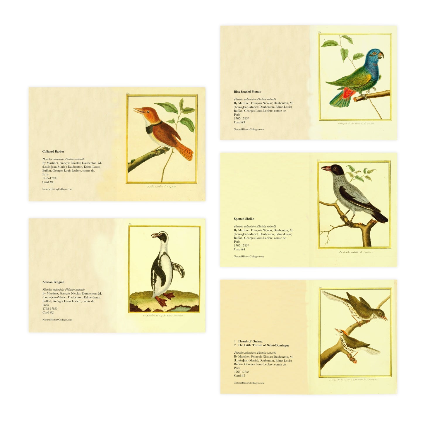 Friendly Birds Greeting Cards (5 different cards) — Vintage Natural History Illustrations