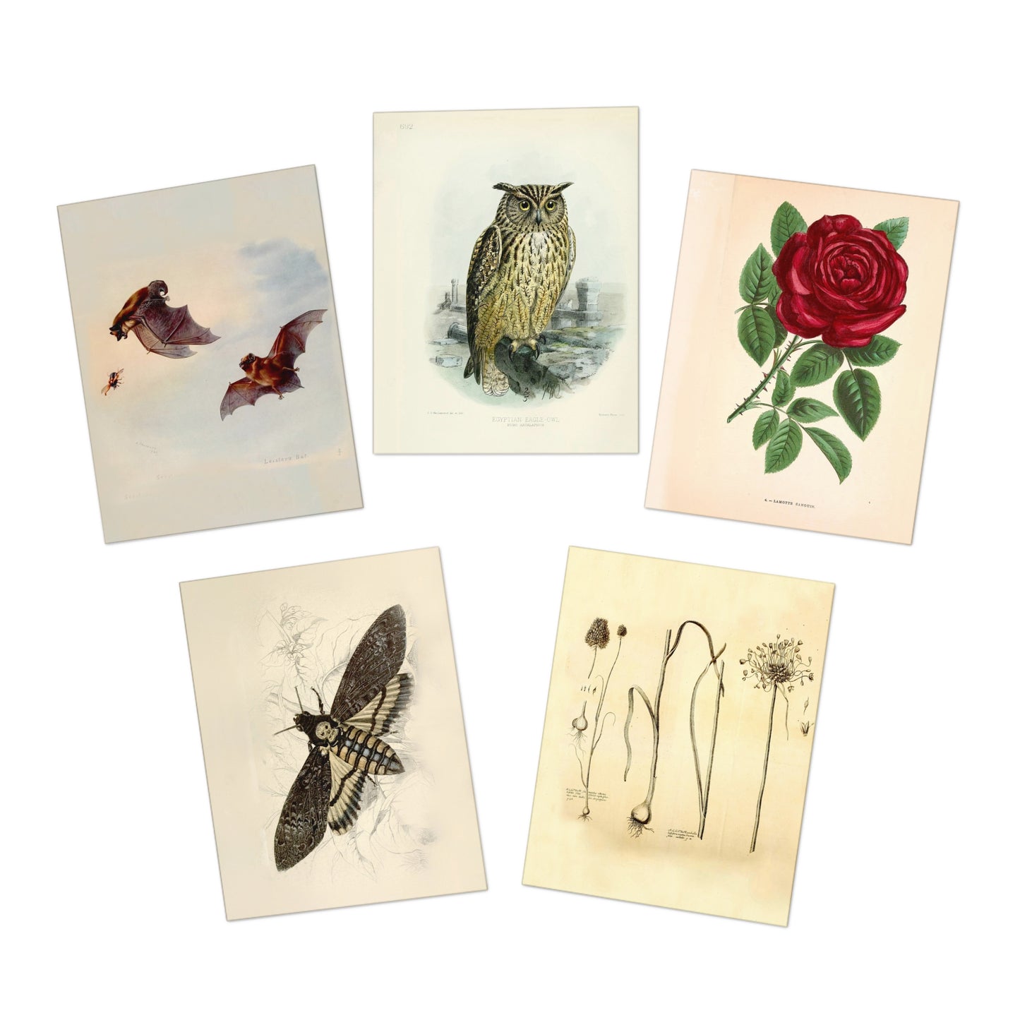 Dracula Note Cards (5 different cards) — Vintage Natural History Illustrations