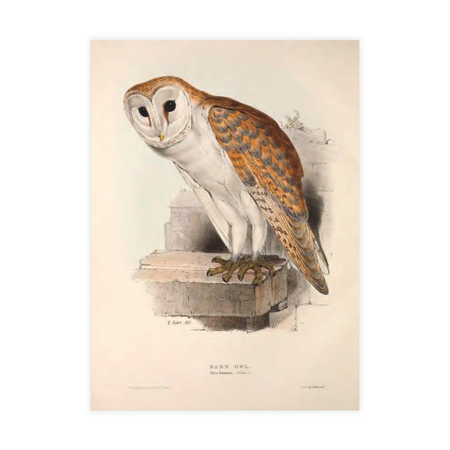 Barn Owl Postcard (Set of 10 Identical Cards) — Vintage Natural History Plate