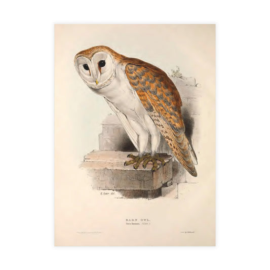 Barn Owl Postcard (Set of 10 Identical Cards) — Vintage Natural History Plate