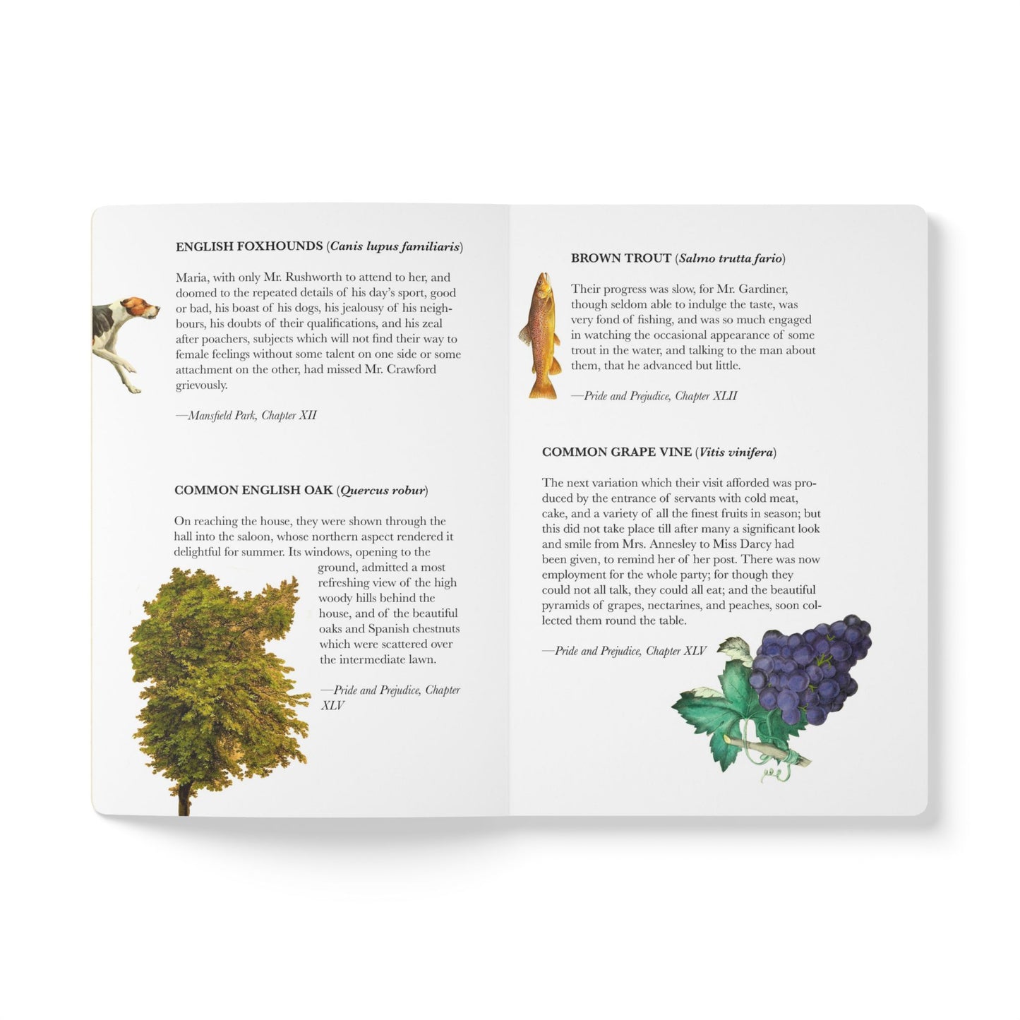 Jane Austen Blank Notebook — Softcover Natural History Writing Journal