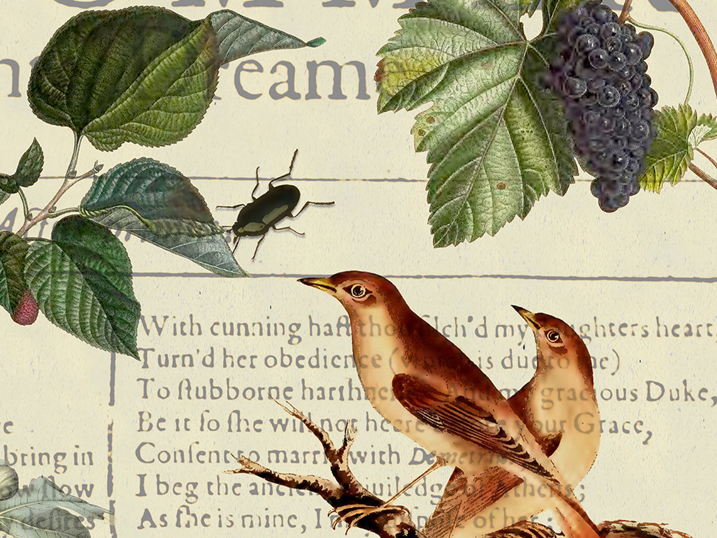 A Midsummer Night's Dream Postcard (Set of 10 identical cards) — Vintage Natural History Collage
