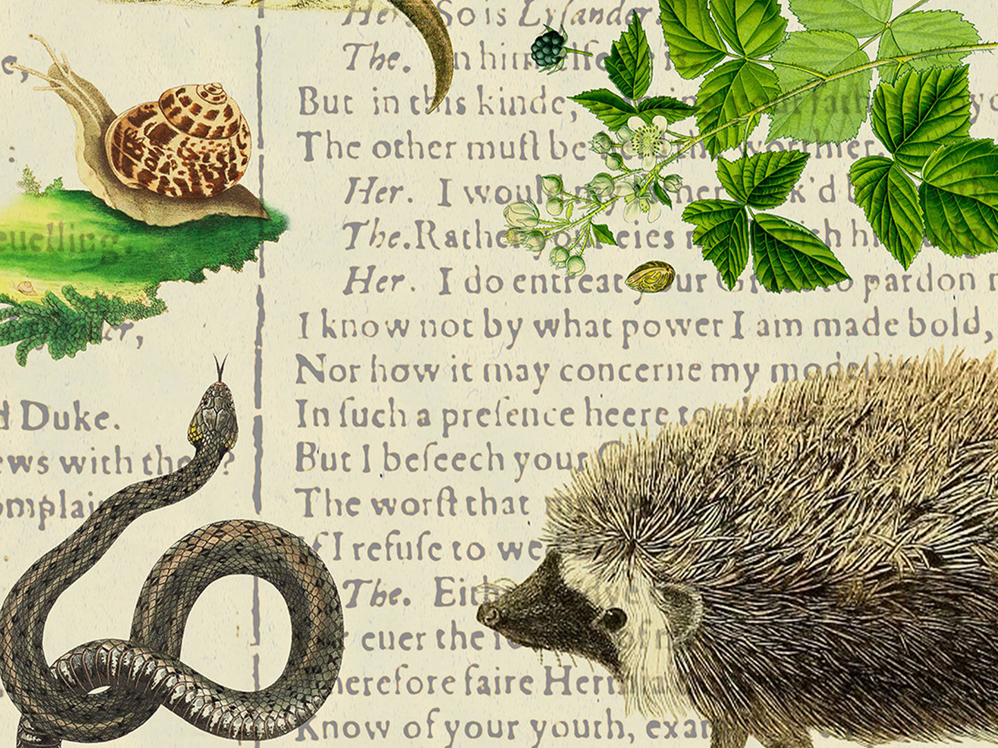 A Midsummer Night's Dream Postcard (Set of 10 identical cards) — Vintage Natural History Collage