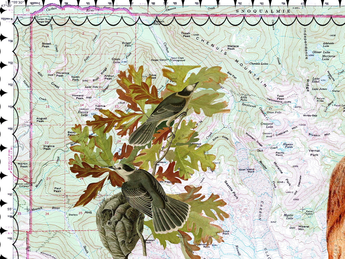 Mt. Rainier National Park Postcard (Set of 10 identical cards) — Vintage Natural History Collage