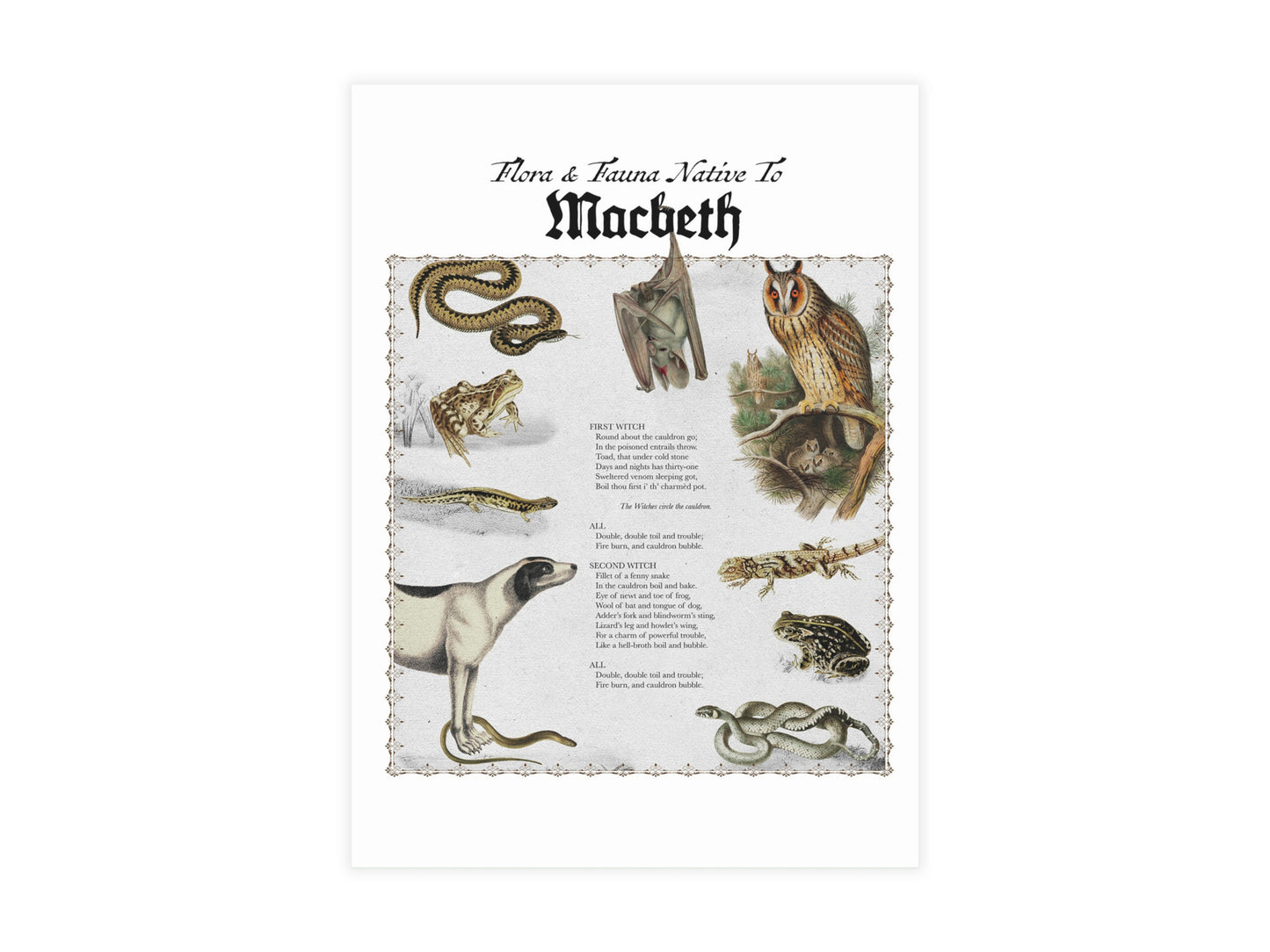 Macbeth Postcard (Set of 10 identical cards) — Vintage Natural History Collage