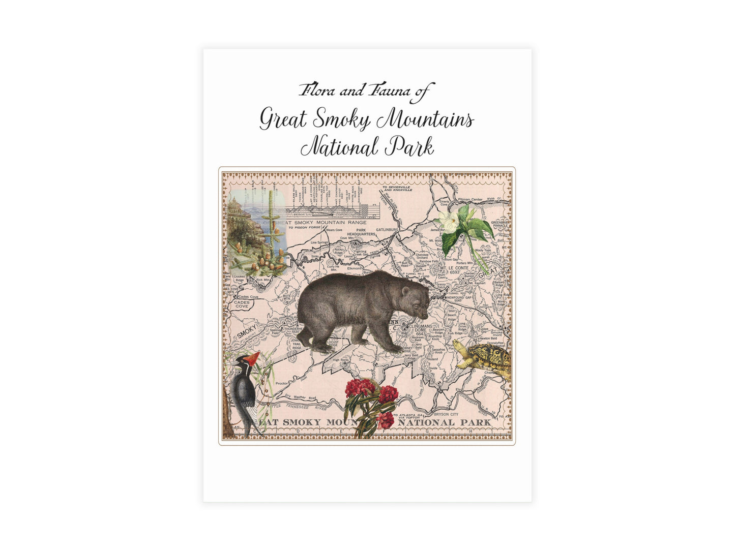Great Smoky Mountain National Park Postcard (Set of 10 Identical Cards) — Vintage Natural History Collage