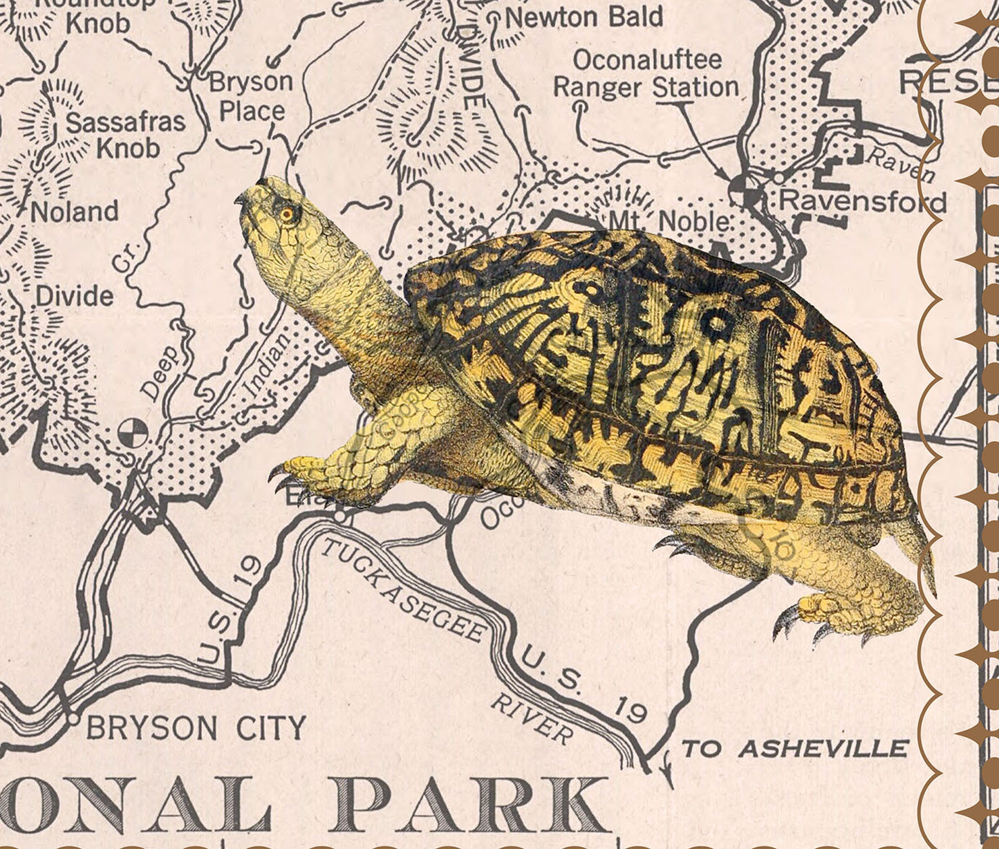 Great Smoky Mountain National Park Postcard (Set of 10 Identical Cards) — Vintage Natural History Collage