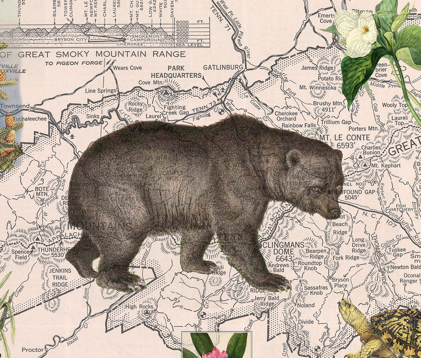 Great Smoky Mountain National Park Postcard (Set of 10 Identical Cards) — Vintage Natural History Collage