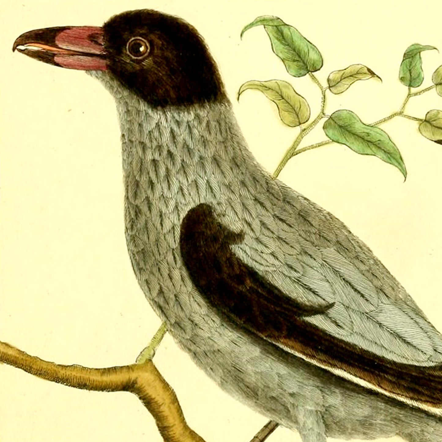 Friendly Birds Greeting Cards (5 different cards) — Vintage Natural History Illustrations
