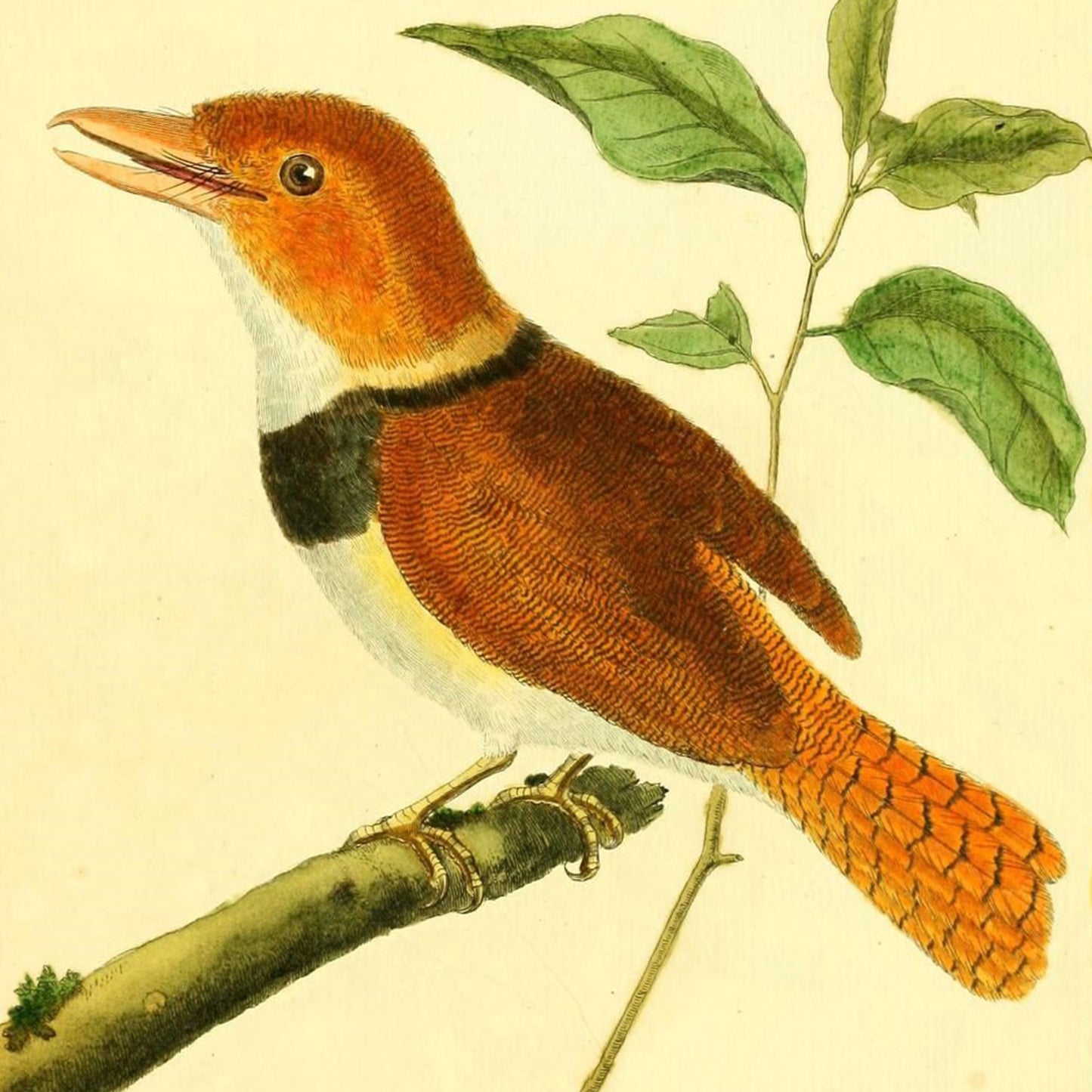 Friendly Birds Greeting Cards (5 different cards) — Vintage Natural History Illustrations