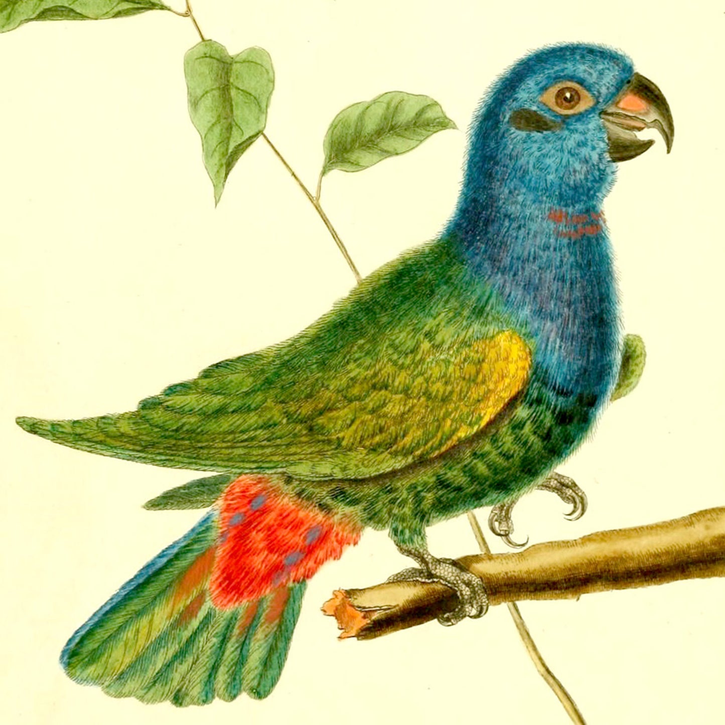 Friendly Birds Greeting Cards (5 different cards) — Vintage Natural History Illustrations