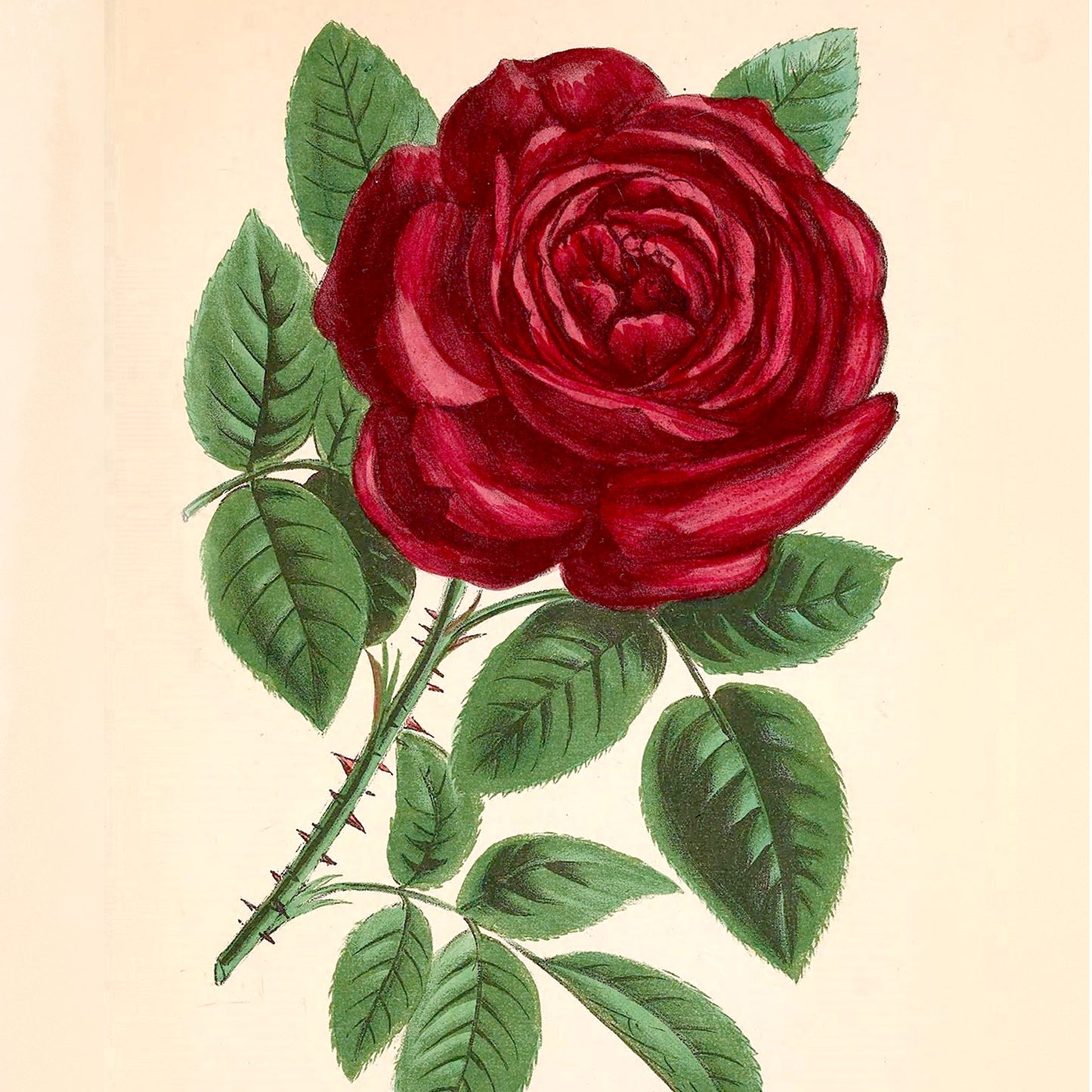 Dracula Note Cards (5 different cards) — Vintage Natural History Illustrations