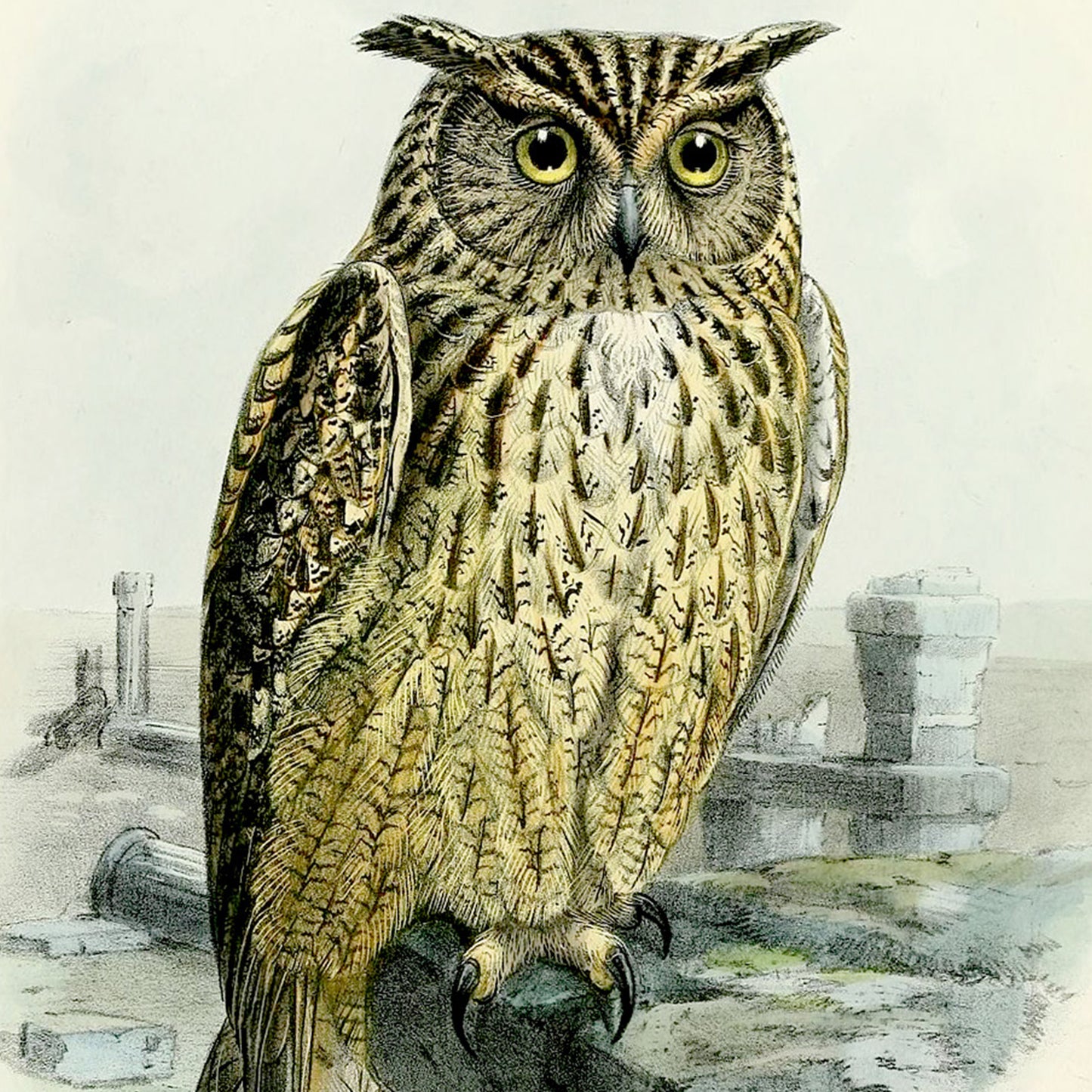 Dracula Note Cards (5 different cards) — Vintage Natural History Illustrations