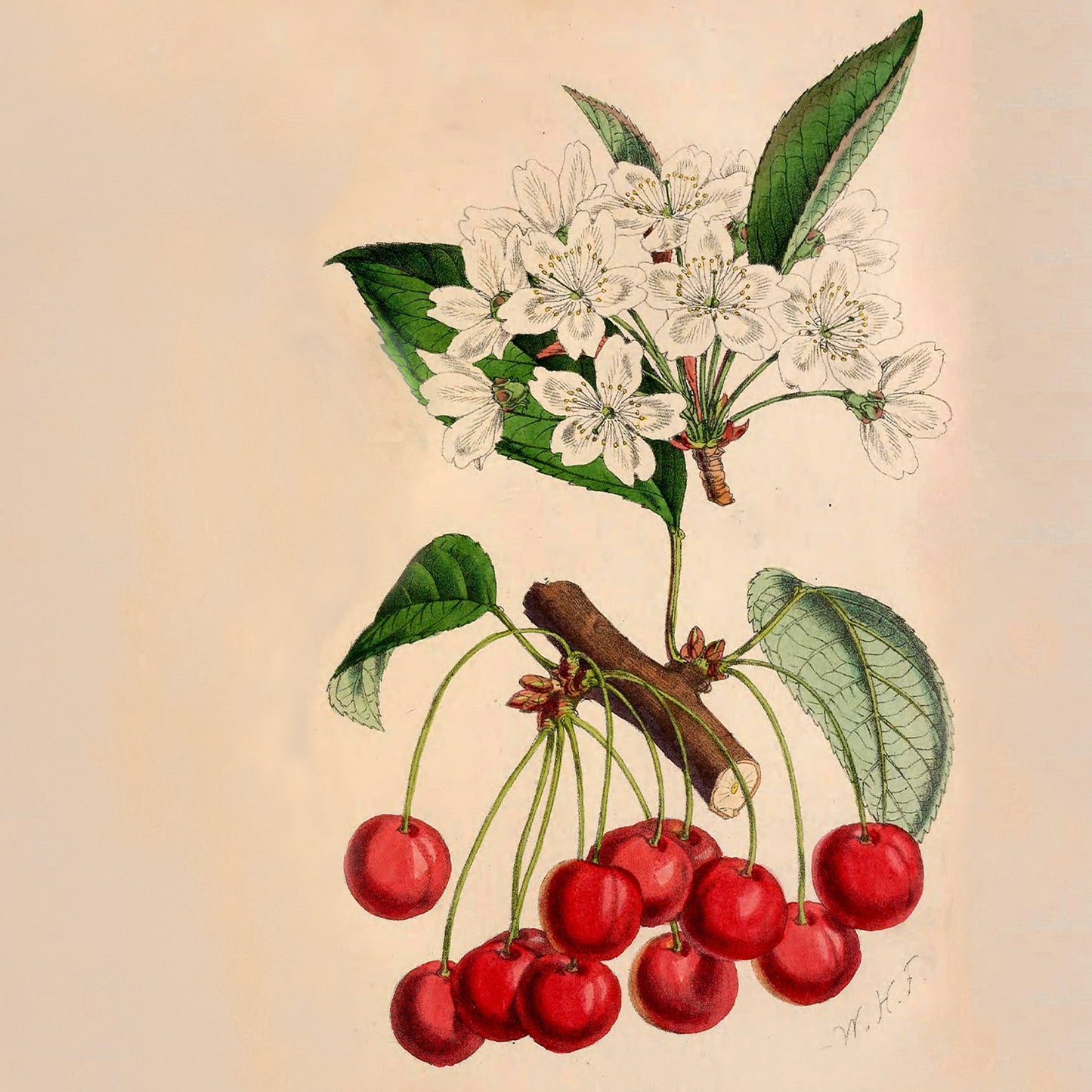 The Secret Garden Note Cards (5 different cards) — Vintage Natural History Illustrations