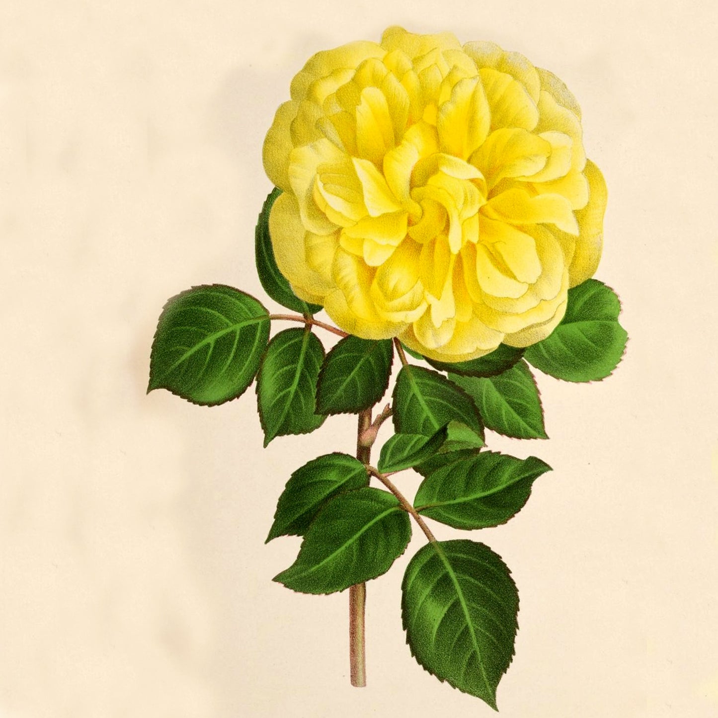 The Secret Garden Note Cards (5 different cards) — Vintage Natural History Illustrations