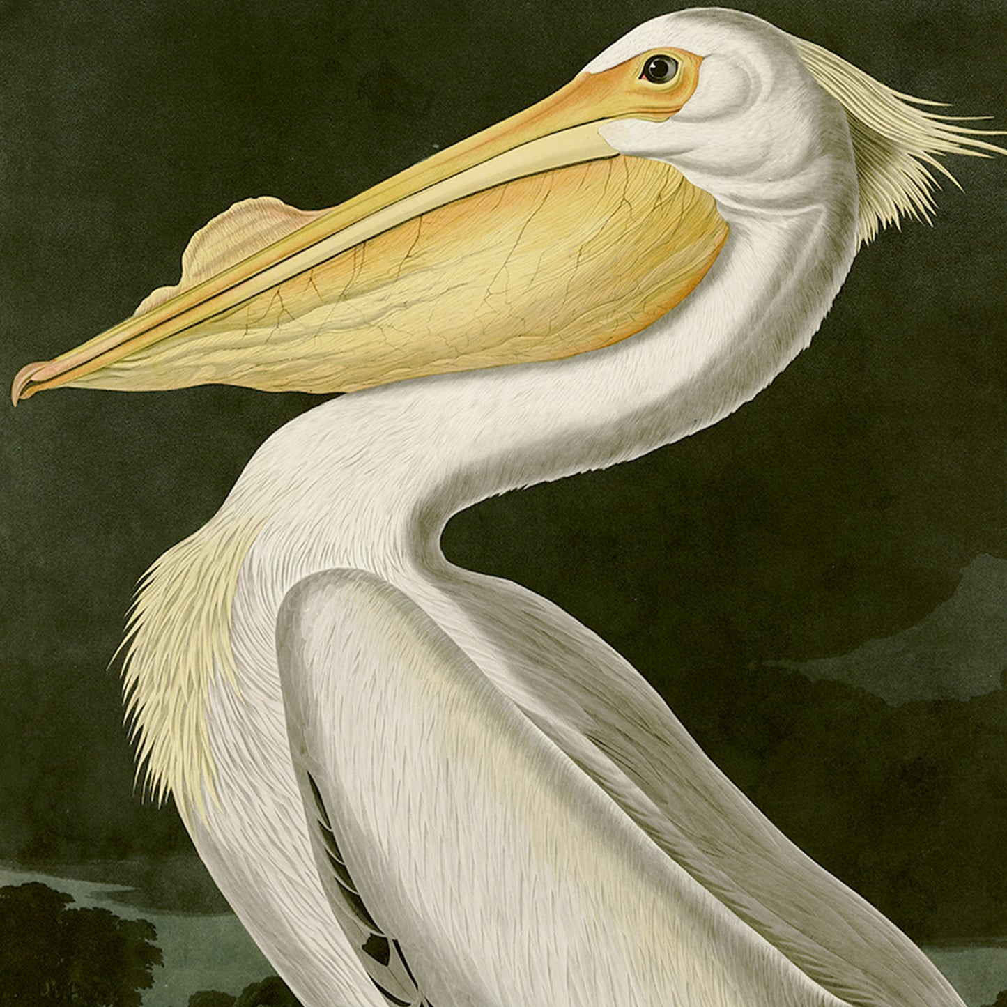 Yellowstone National Park & John Muir Note Cards (5 different cards) — Vintage Natural History Illustrations