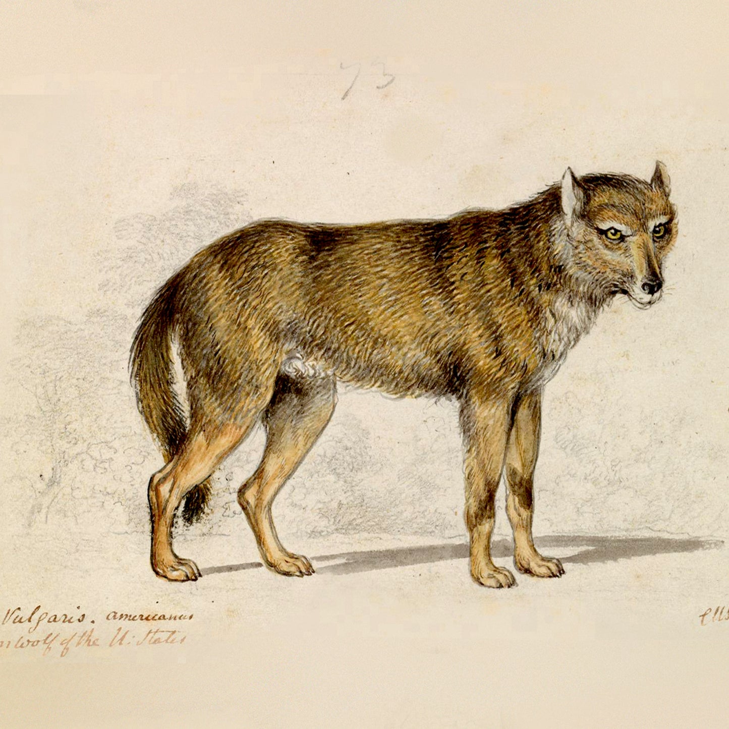 Yellowstone National Park & John Muir Note Cards (5 different cards) — Vintage Natural History Illustrations