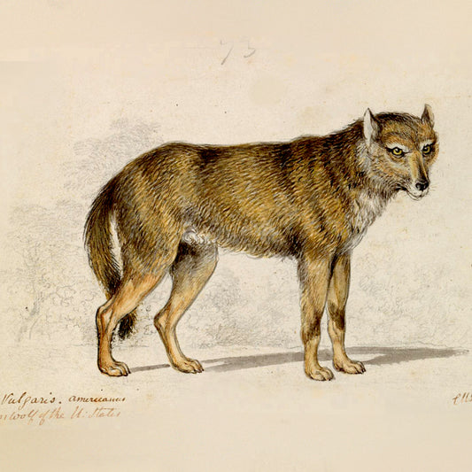 Yellowstone National Park & John Muir Note Cards (5 different cards) — Vintage Natural History Illustrations