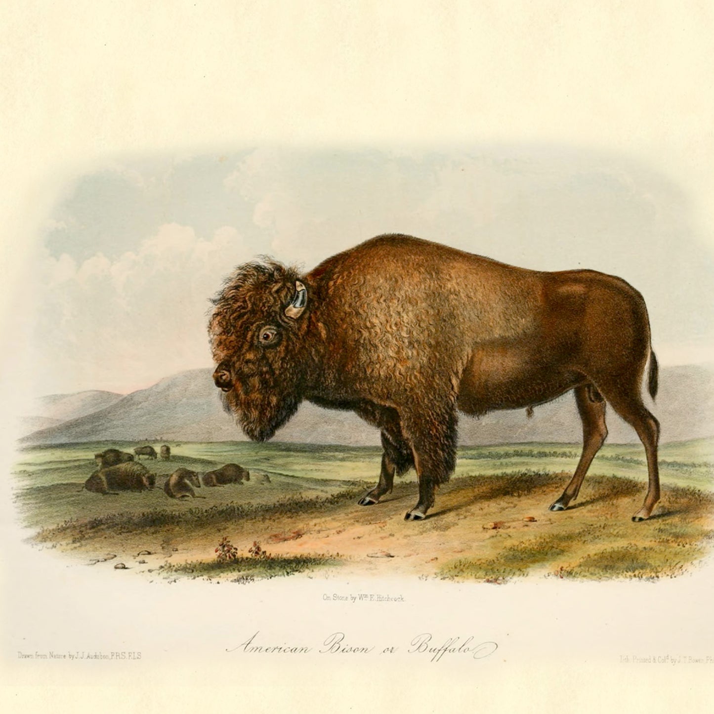 Yellowstone National Park & John Muir Note Cards (5 different cards) — Vintage Natural History Illustrations